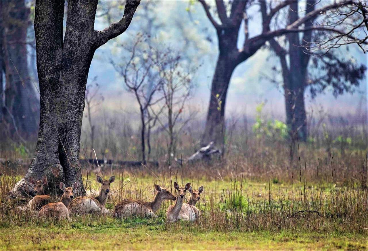 Mango Tree Lodge Bardiya Esterno foto