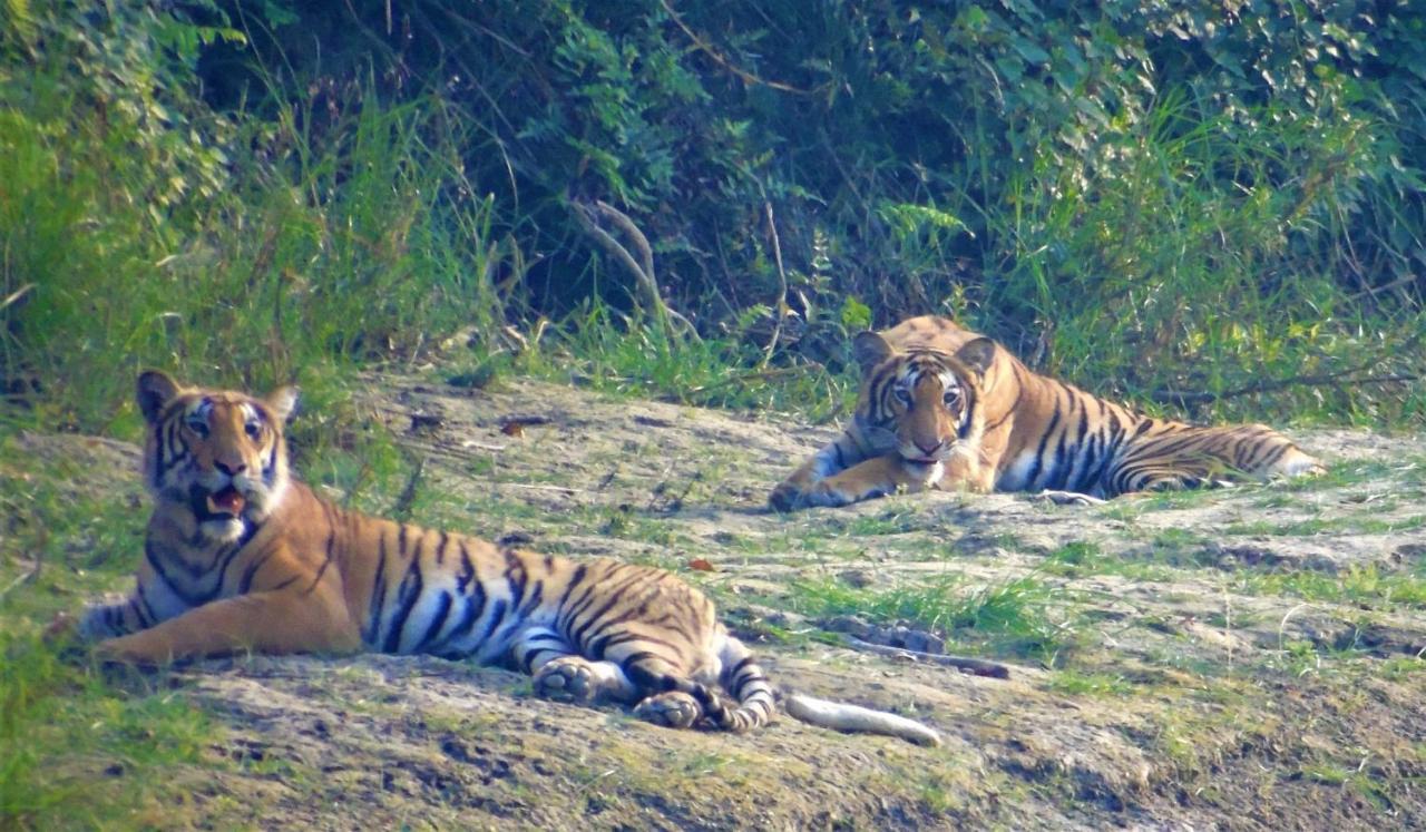 Mango Tree Lodge Bardiya Esterno foto