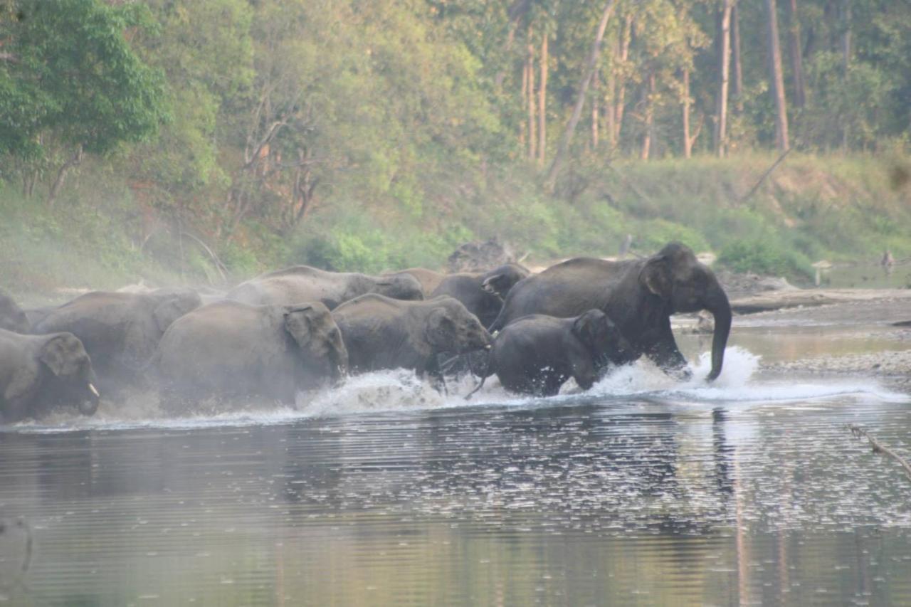 Mango Tree Lodge Bardiya Esterno foto