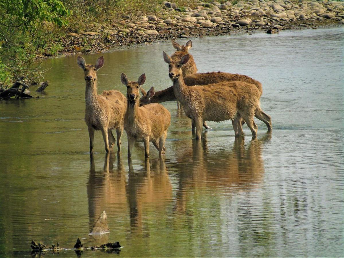 Mango Tree Lodge Bardiya Esterno foto