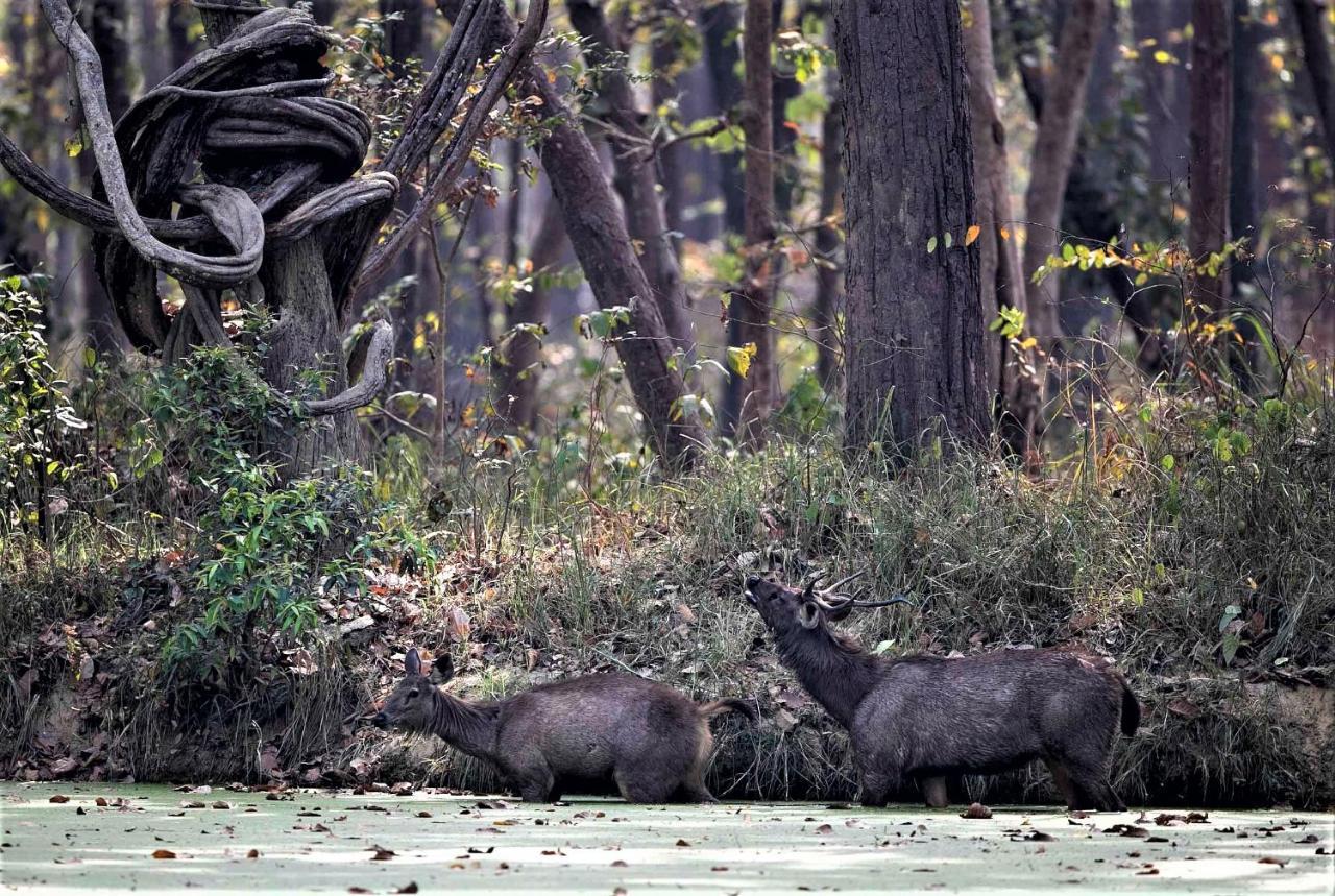 Mango Tree Lodge Bardiya Esterno foto