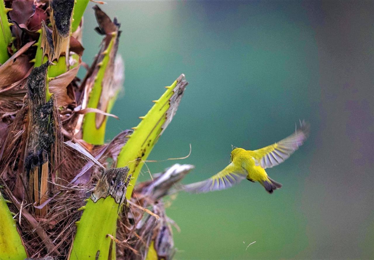 Mango Tree Lodge Bardiya Esterno foto