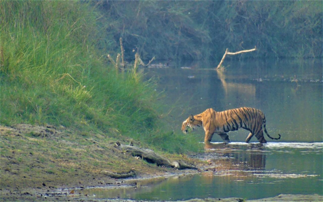 Mango Tree Lodge Bardiya Esterno foto
