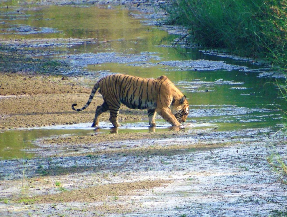 Mango Tree Lodge Bardiya Esterno foto