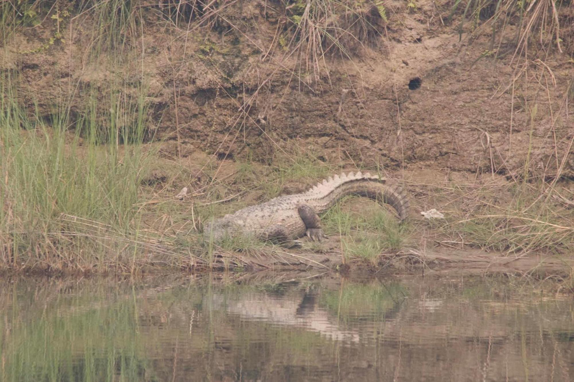 Mango Tree Lodge Bardiya Esterno foto